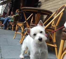 N.Y. OKs Dogs In Restaurants’ Outdoor Dining Areas