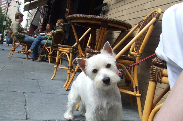 n y oks dogs in restaurants outdoor dining areas