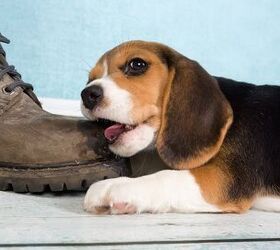 Top 10 Books For New Puppy Owners