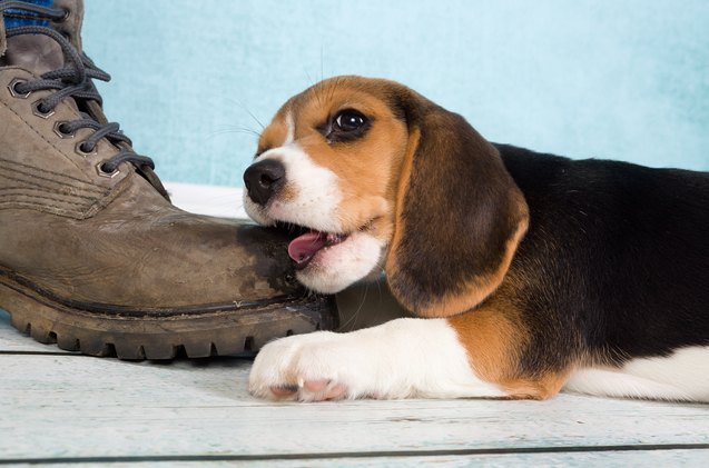 top 10 books for new puppy owners