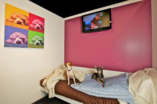 pets are living the good life at new york city 8217 s d pets hotel
