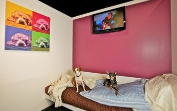 Pets Are Living The Good Life At New York City’s D Pets Hotel