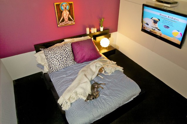 pets are living the good life at new york citys d pets hotel