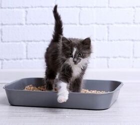 The Most Common Litter Box Mistakes You’re Making PetGuide