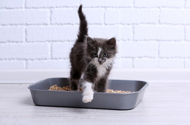 the most common litter box mistakes you 8217 re making