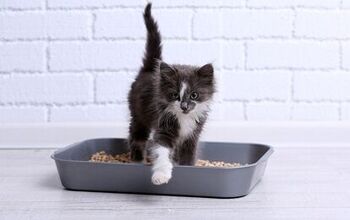 The Most Common Litter Box Mistakes You’re Making