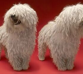 doggy dreadlocks all about corded coats in dogs