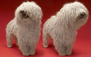 Doggy Dreadlocks: All About Corded Coats in Dogs