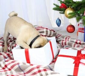 Best Holiday Gifts For Pets