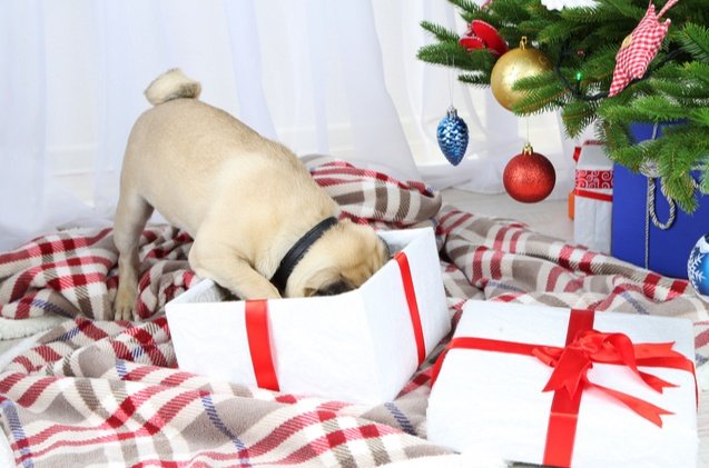 best holiday gifts for pets