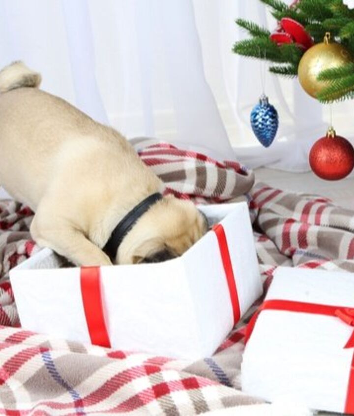 Best Holiday Gifts For Pets PetGuide
