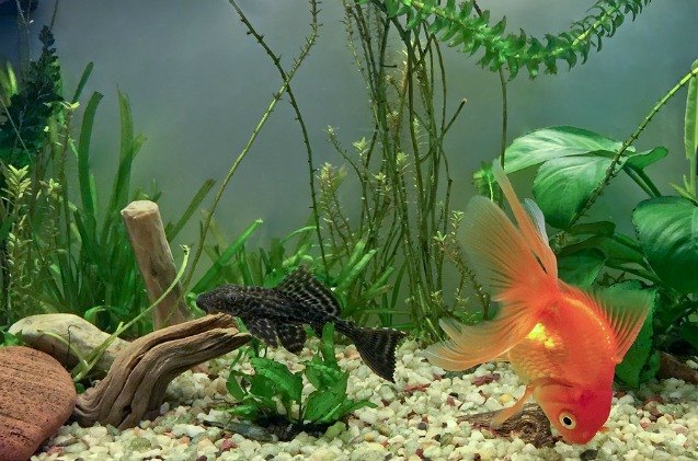 top 8 best aquarium plants for beginners