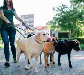 Best Gifts For Your Dog Walker