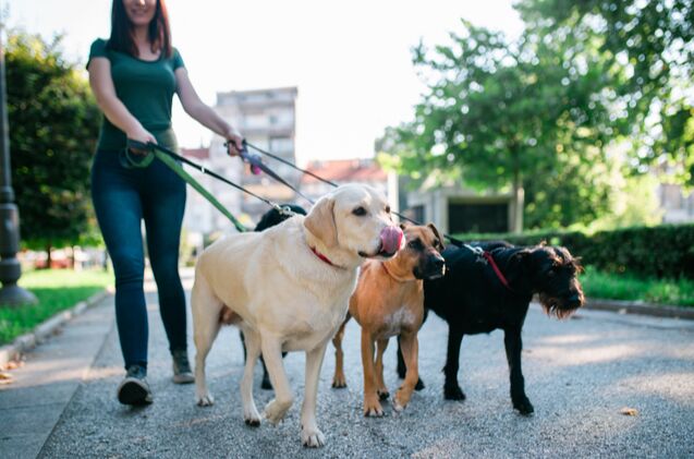 best gifts for your dog walker