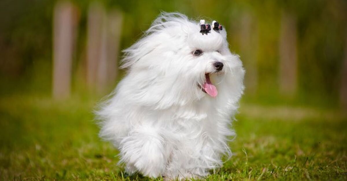 8 Fun And Fluffy Facts About Maltese Dogs PetGuide 8 fun and fluffy facts about maltese dogs petguide