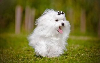 8 Fun And Fluffy Facts About Maltese Dogs