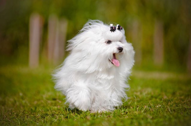 8 fun and fluffy facts about maltese dogs