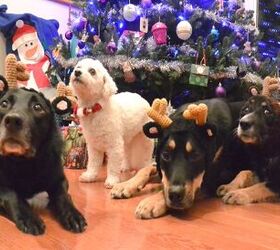 The Hairy Dogfathers’ Dogs’ Present: Christmas Gift Ideas For Your