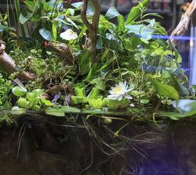 Exploring The Riparium: A New Kind of Planted Tank