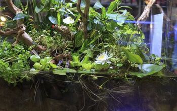 Exploring The Riparium: A New Kind of Planted Tank