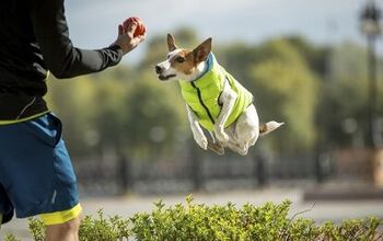 Help Kickstart AiryVest, the World’s Lightest Dog Vest