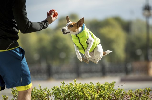 help kickstart airyvest the worlds lightest dog vest