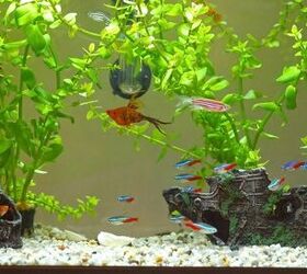 how to safely clean your tank and aquarium decorations