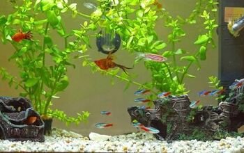 How to Safely Clean Your Tank and Aquarium Decorations