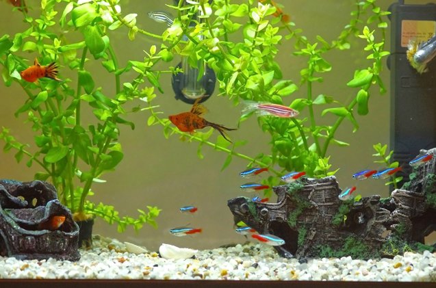 how to safely clean your tank and aquarium decorations