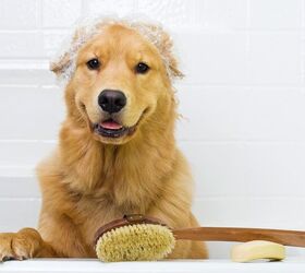 Tesco Offers Groceries and Dog Grooming With New In-Store “Pet Den�