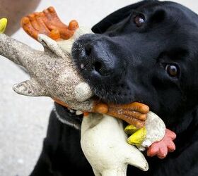 How to Clean Your Dog’s Toys