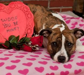 Americans Will Spend $681 Million on Pets This Valentine’s Day