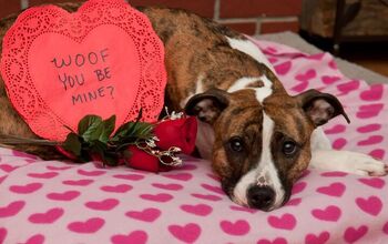 Americans Will Spend $681 Million on Pets This Valentine’s Day