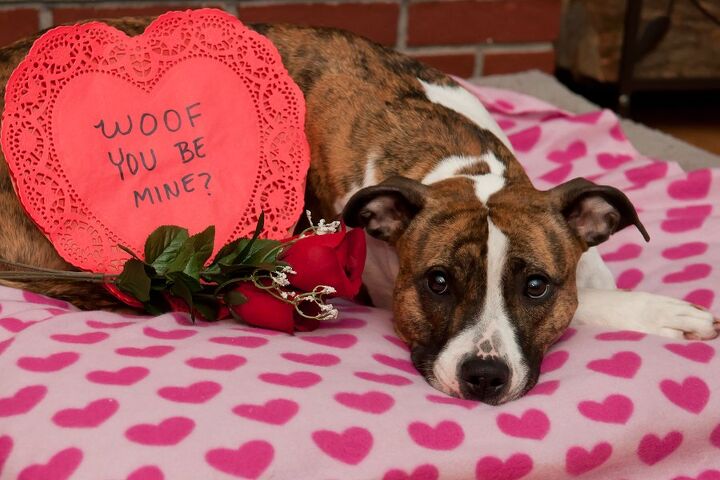 americans will spend 681 million on pets this valentines day