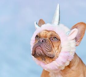 Best Costumes to Transform Your Pet Into a Unicorn