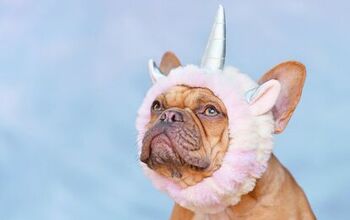 Best Costumes to Transform Your Pet Into a Unicorn