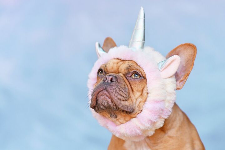 Best Costumes to Transform Your Pet Into a Unicorn