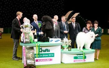 8 Fancy Facts About the Crufts Dog Show