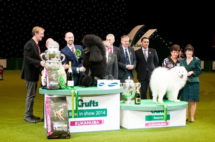 8 fancy facts about the crufts dog show