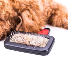 Tips to Remove Pet Hair from Clothes and More