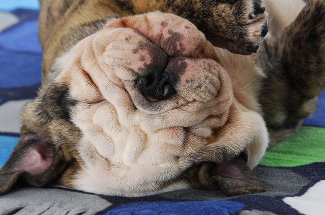 top 10 dog breeds that snore video