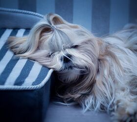 top 10 dog breeds that snore video