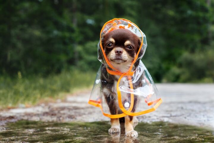 Best Gear For When It S Raining Cats And Dogs Petguide Raining Cats And Dogs, Uncle Jake’s Outdoor Furniture