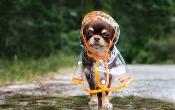 Best Gear For When It’s Raining Cats and Dogs