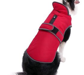 Best Gear For When It’s Raining Cats and Dogs | PetGuide