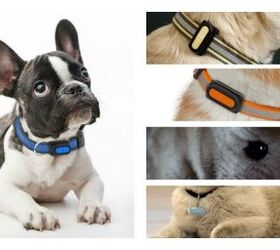 Poof is the Smallest Way To Keep Track of Your Pet