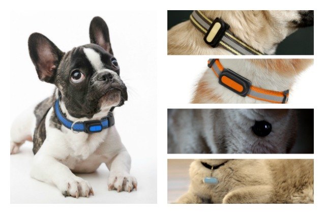 poof is the smallest way to keep track of your pet