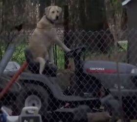 Breaking News: A Dog on a Lawnmower [Video]