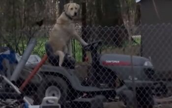 Breaking News: A Dog on a Lawnmower [Video]