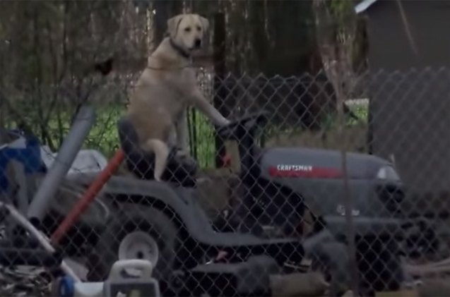 breaking news a dog on a lawnmower video